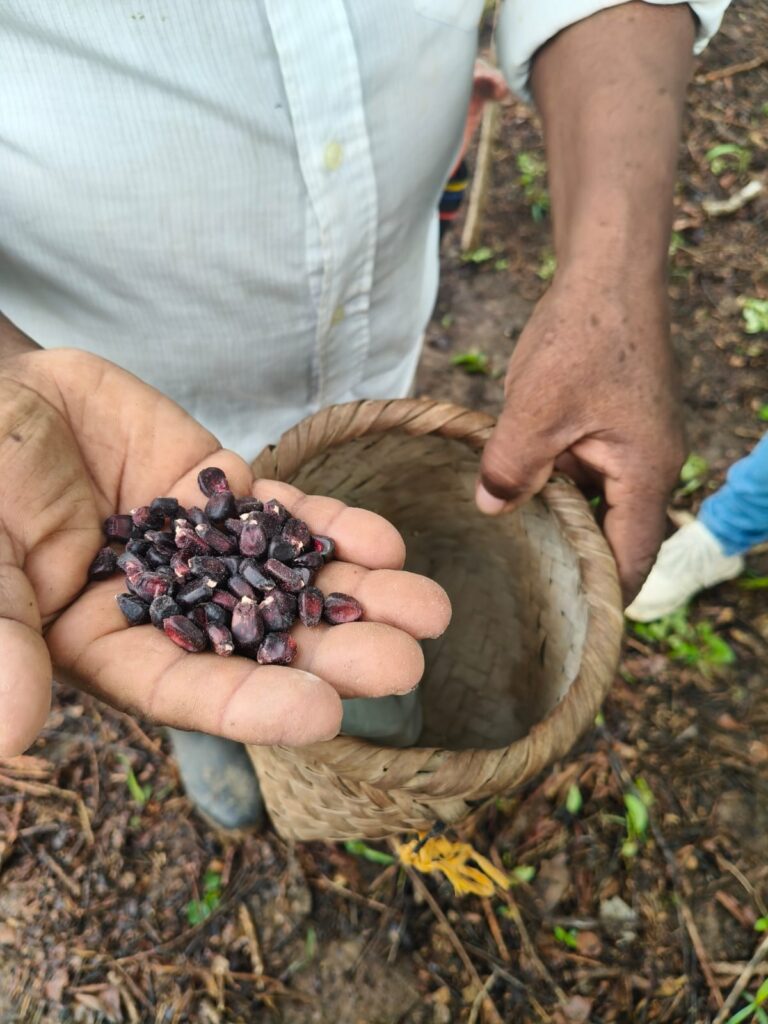 Enfin, le jour de la plantation est arrivé à l&rsquo;établissement El Martillo